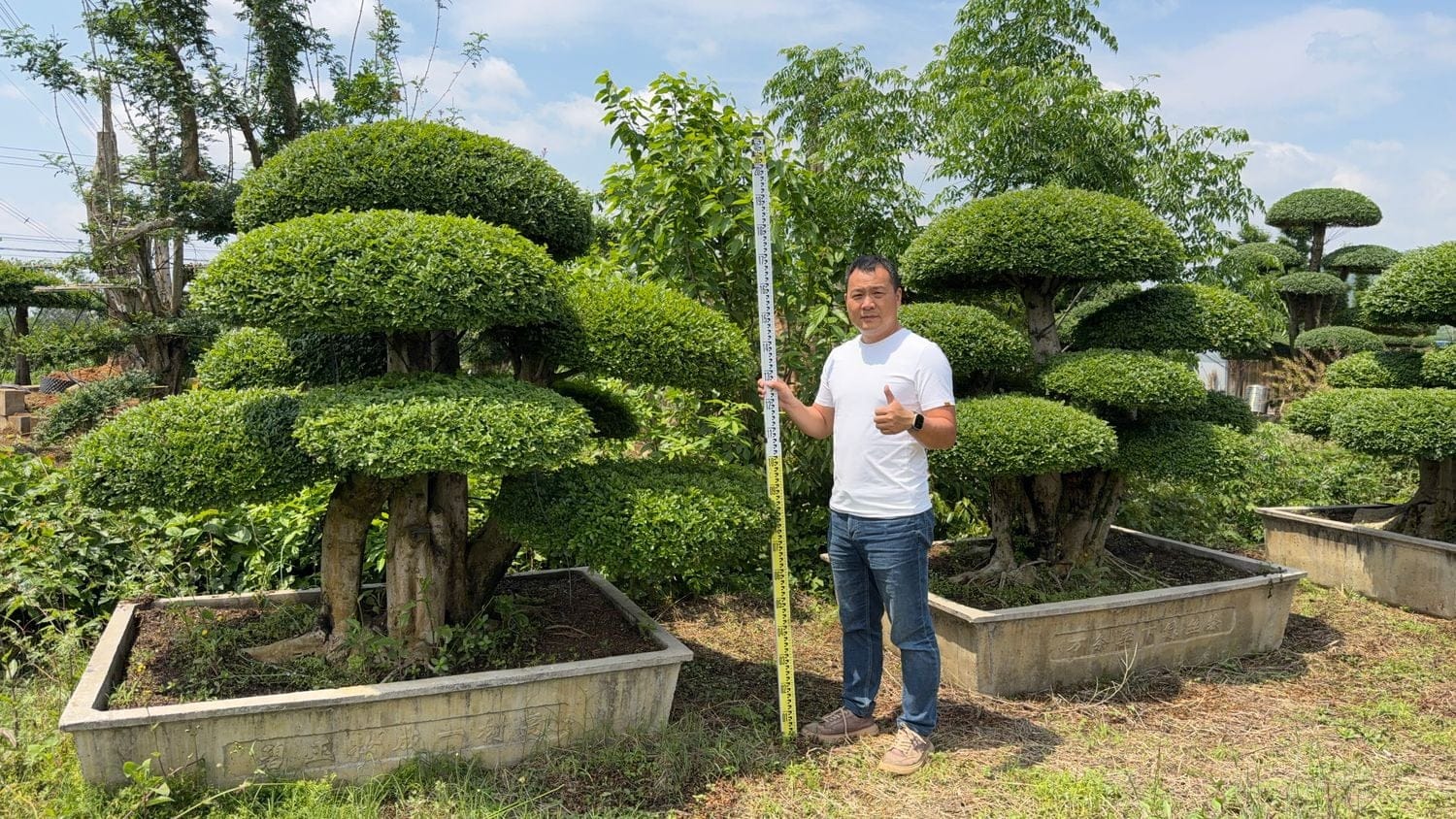 北京对节白蜡工程供货与庭院采购