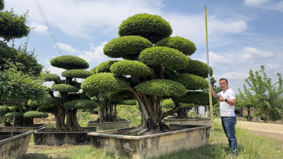 山东对节白蜡工程供货与庭院采购