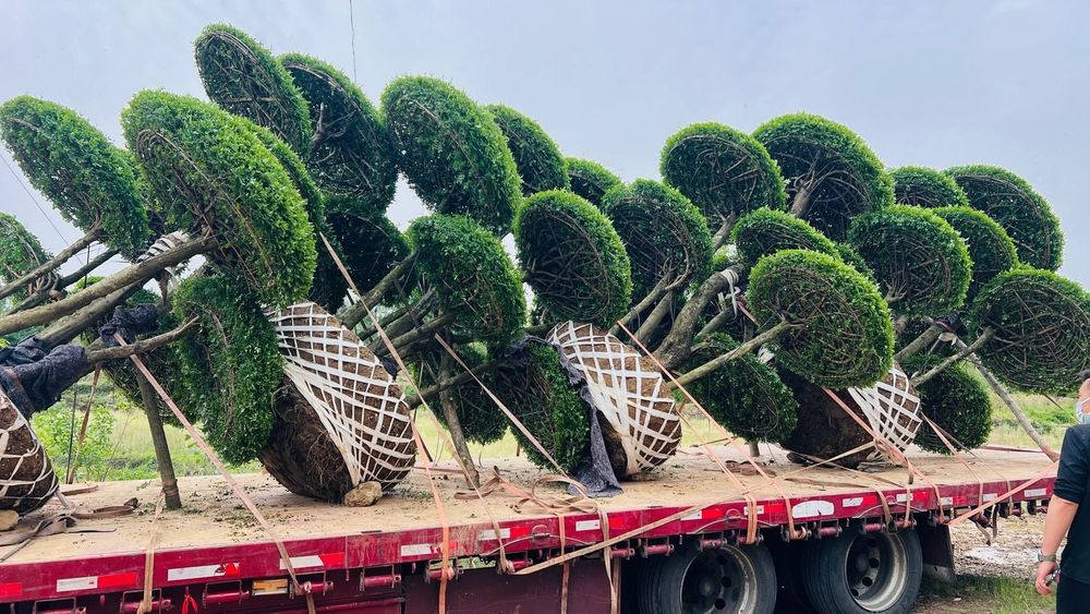 装车运输记录