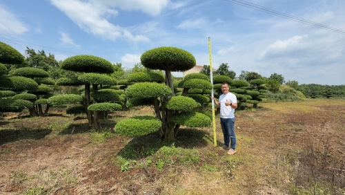 造型对节白蜡