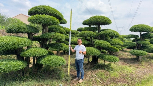 造型对节白蜡