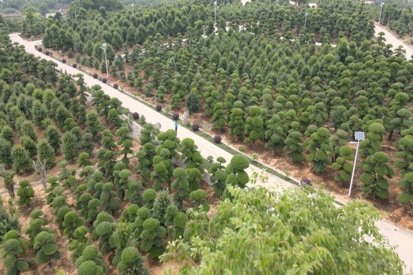 对节白蜡基地实景 01