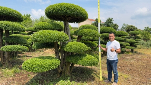 造型对节白蜡