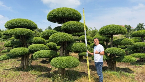 造型对节白蜡