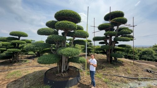 造型对节白蜡