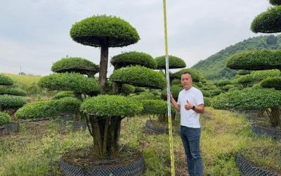 对节白蜡移栽前要做哪些准备？