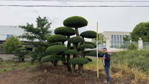 造型对节白蜡
