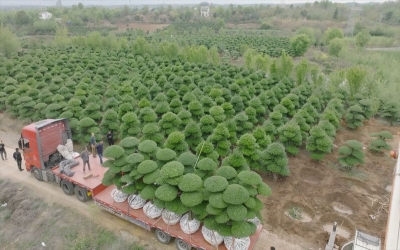 造型树土球起挖和包装有哪些规范？