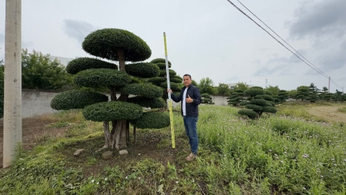 造型对节白蜡