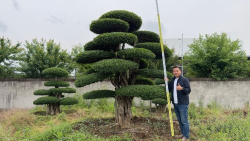 造型对节白蜡