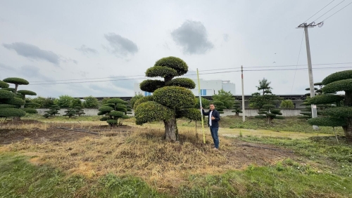 造型对节白蜡