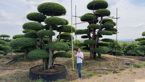 造型对节白蜡