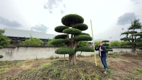 造型对节白蜡