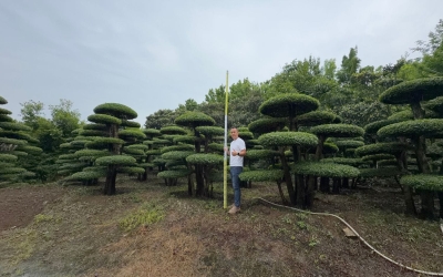 工程项目如何选择对节白蜡造型树？