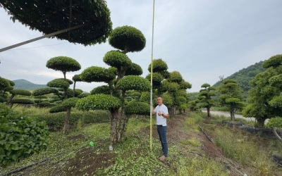 北方各地栽植对节白蜡要注意什么？