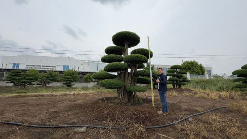 造型对节白蜡