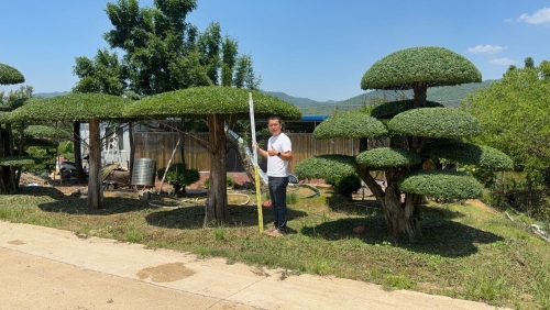 造型对节白蜡