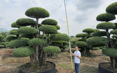 北方地区对节白蜡移栽最佳时间与越冬养护技术