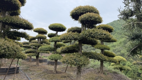 精品刺冬青造型树基地
